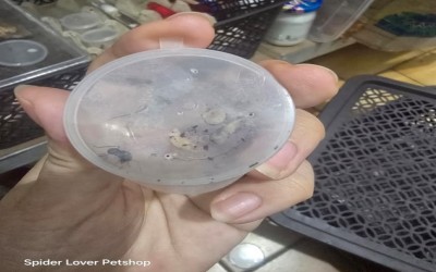 POLYRACHIS PAGANA ANT / SEMUT